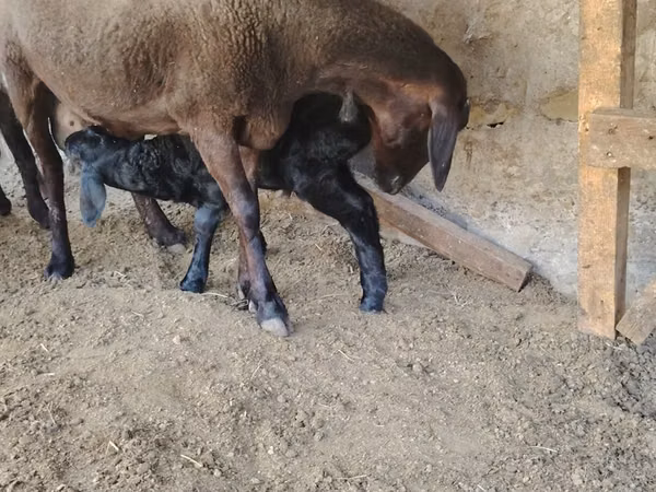 Sheep, Sheep — Uzbekistan
