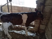 公牛, Cattle — 照片 1