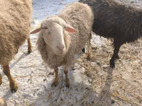 میش, Romanov sheep — عکس 4