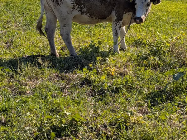 Cow, Simmental cattle — Moldova