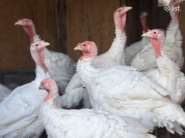 Turkeys — Armenia