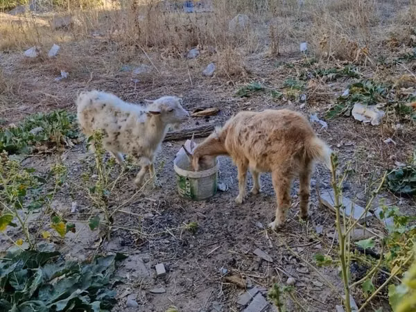 Sheep, Sheep — Kazakhstan
