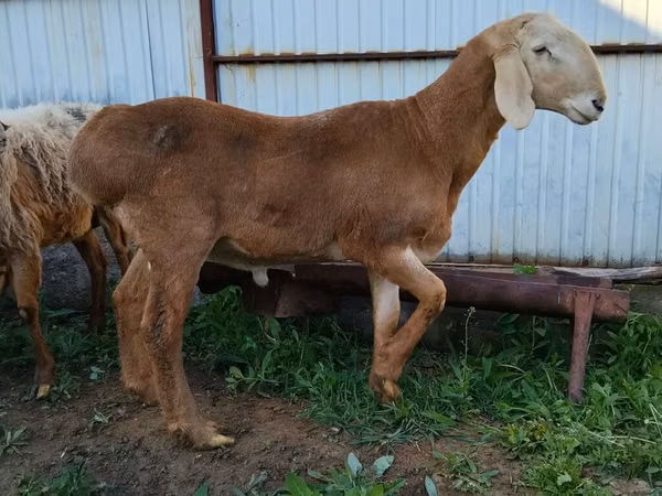 قوچ, Arashan sheep — قرقیزستان