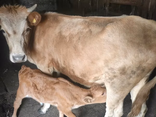 Cow, Cattle — Kazakhstan