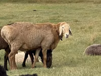 Ram, Arashan sheep — photo 1