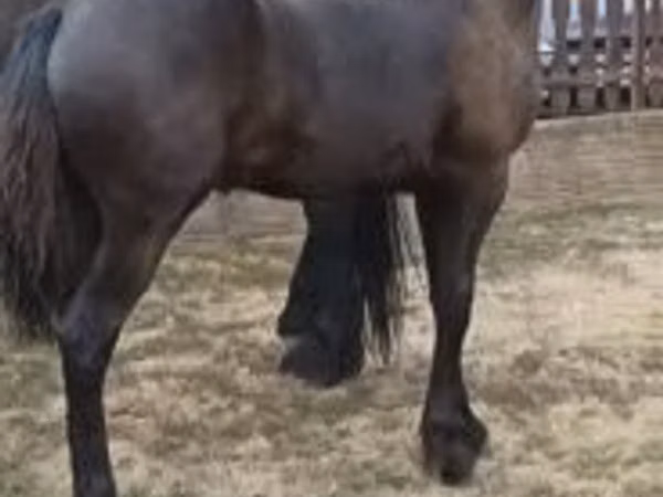 Mare, Friesian