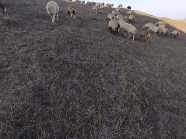 Sheep (batch, sex not specified), Sheep — Azerbaijan
