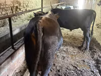 Bull, Swiss cattle — photo 4