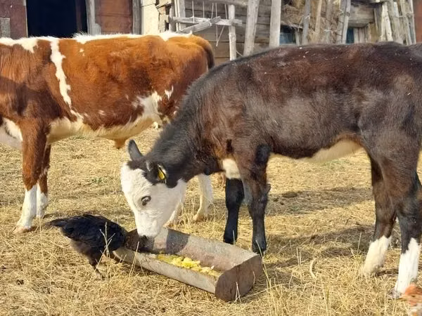 Cattle (batch, sex not specified), Simmental cattle — Kazakhstan