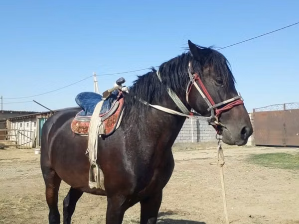 Horse (M), Horses — Kazakhstan