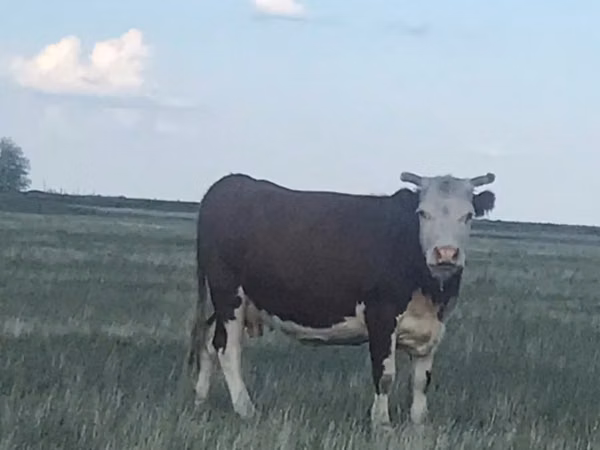 Гов, Latvian Blue cattle — Қазоқистон