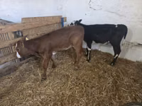गाय, मवेशी — फ़ोटो 1