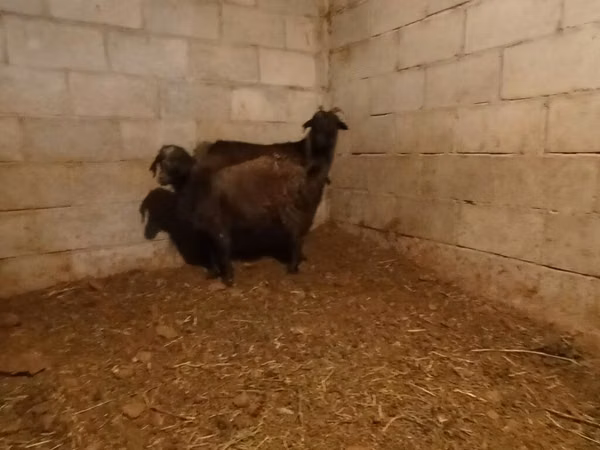 Goat, Alpine goat — Kyrgyzstan