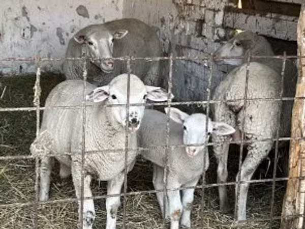 Sheep, Sheep — Hungary