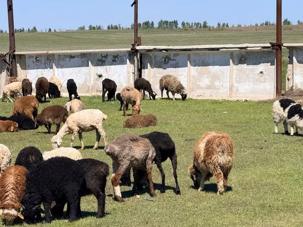 Ram, Sheep — Kazakhstan