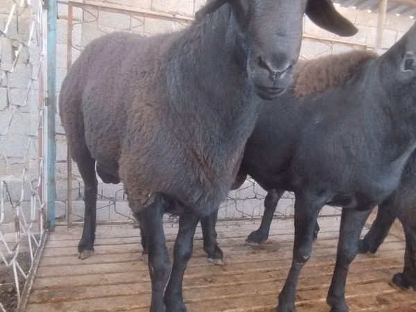 የጎትት አውራ በግ, Arashan sheep — ኡዝቤኪስታን