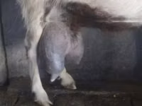Goat, Goats — photo 1