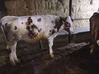 Bull, Russian Black pied cattle — photo 2