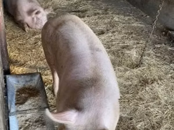 Scrofa,  — Ungheria