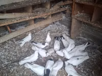 Chickens — عکس 3