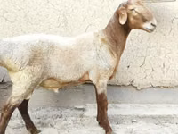 Qoç, Blackheaded Persian sheep — foto 6