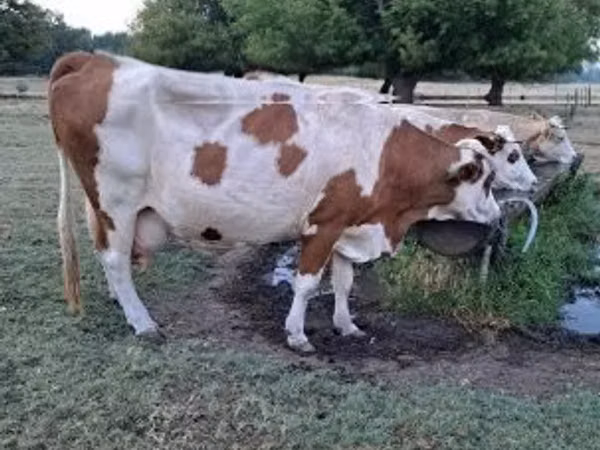 Krava, Simmental cattle — Мађарска