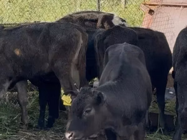 Cow, Cattle — Georgia