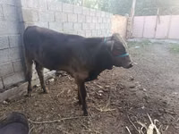 Bou, Bovine — foto 3
