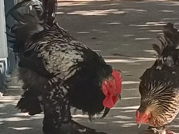 Brahma