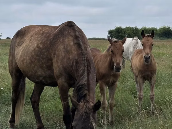 雌馬, Horse breed