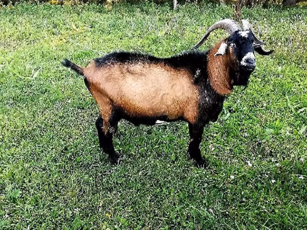 Taka, Czech Brown Shorthaired goats