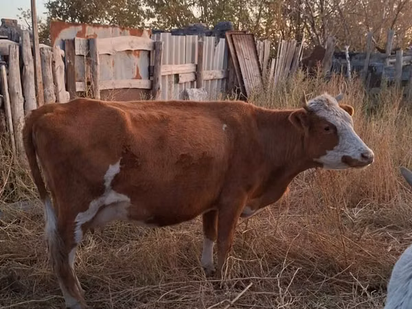 Cow, Latvian Blue cattle — Kazakhstan