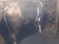 Ցուլ, Կարմիր-ծաղկավոր ցեղատեսակ — լուսանկար 3