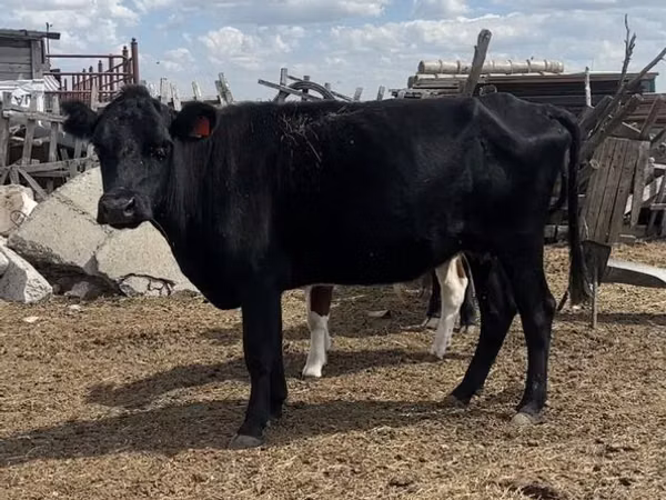 Cow, Cattle — Kazakhstan