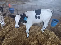 Býk, Russian Black pied cattle — foto 1