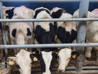 सांड, Simmental cattle — फ़ोटो 8