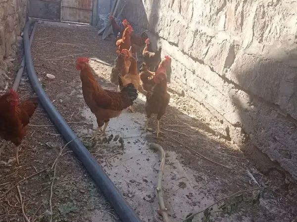 Chickens — Armenia