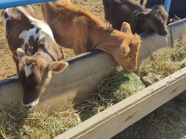 Cow, Cattle — Kyrgyzstan