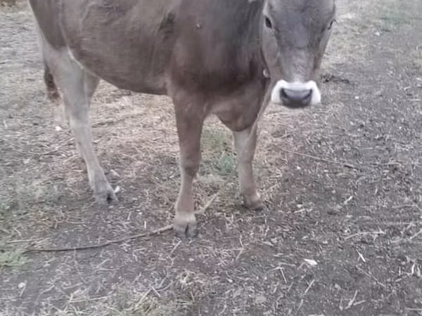 गाय, Swiss cattle — किर्गिज़स्तान