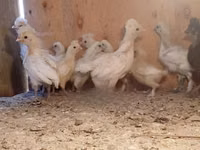 Chickens — foto 2