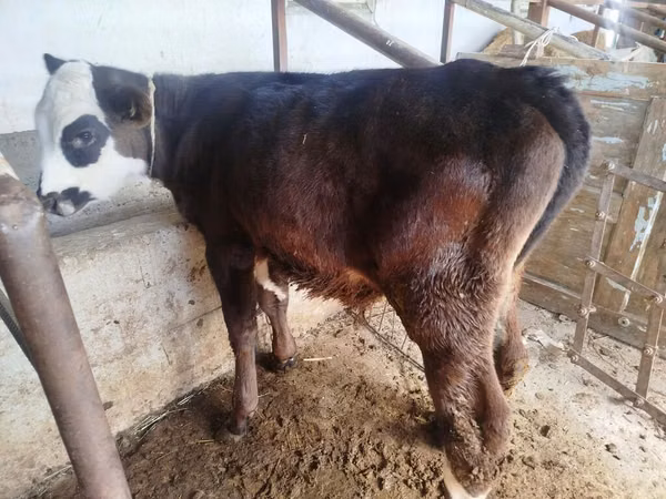 Bull, Swiss cattle