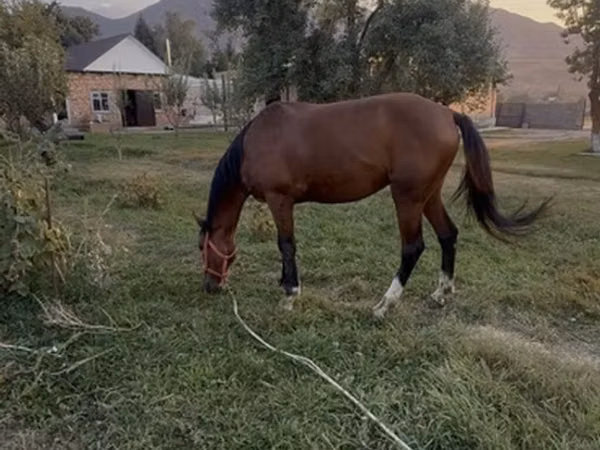 Horse (M), Thoroughbred horse — Kyrgyzstan
