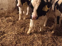 Бух, Russian Black pied cattle — 1 зураг