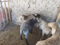 Ram, Rhon sheep — photo 8