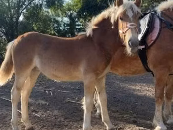 Mare, Haflinger