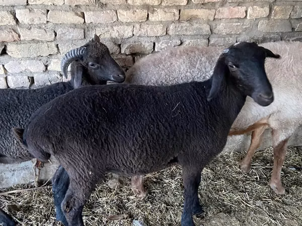 Berbec, Oi — Uzbekistan