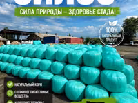 Силос кукуруза очень много высшего качества звоните пишите — ፎቶ 4