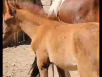 Faras dhaddig, Kazakh horse — sawirka 3