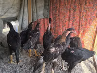 Chickens — عکس 4