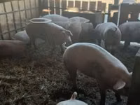 Свиноматка, Свиньи — фото 5